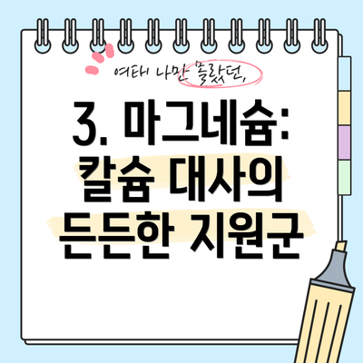 3. 마그네슘: 칼슘 대사의 든든한 지원군